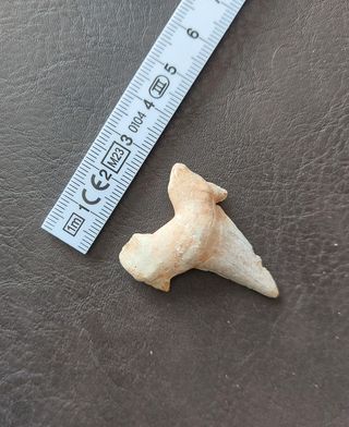 Otodus Fósil 4,4x3cm Auténtico