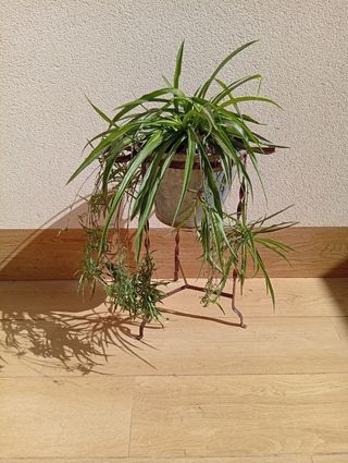Planta cinta con soporte
