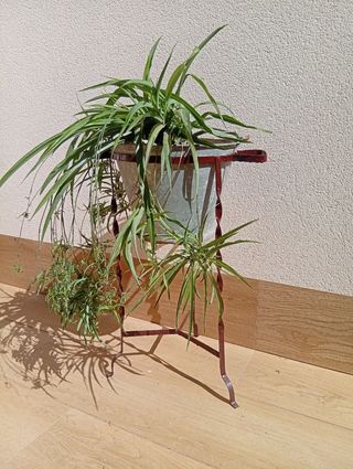 Planta cinta con soporte