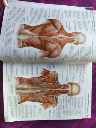 Anatomía "Master" evolución 7/1