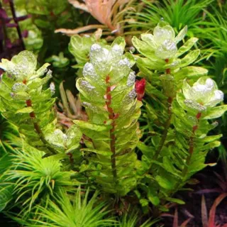 Rotala Sahyadrica Plantas de Acuario