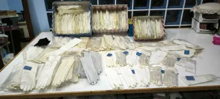 Guantes de Novia/Comunión Sajonia Blancos