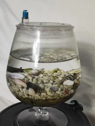 Acuario pecera tipo copa