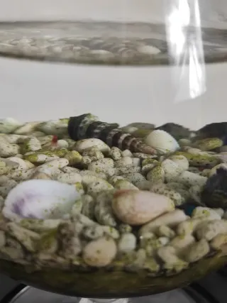 Acuario pecera tipo copa