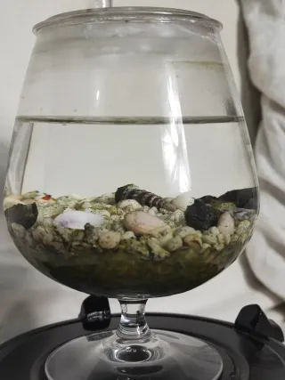 Acuario pecera tipo copa