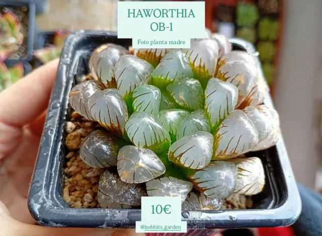 Haworthia Cooperi 'OB-1' - Suculentas PREMIUM