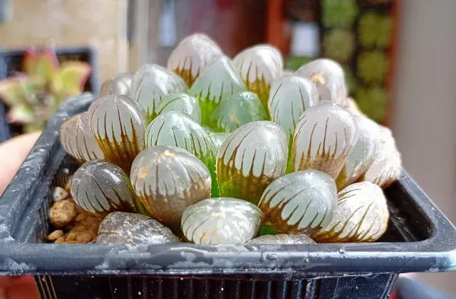 Haworthia Cooperi 'OB-1' - Suculentas PREMIUM