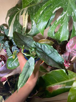 Alocasia heterophylla #3