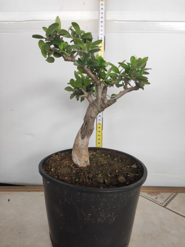 Ulivo prebonsai U2