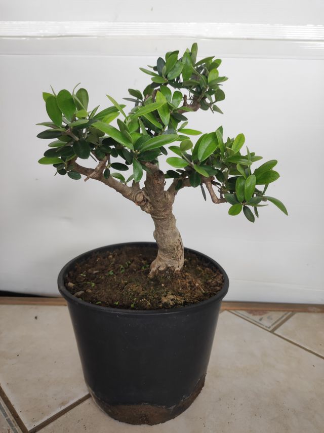 Ulivo prebonsai U2