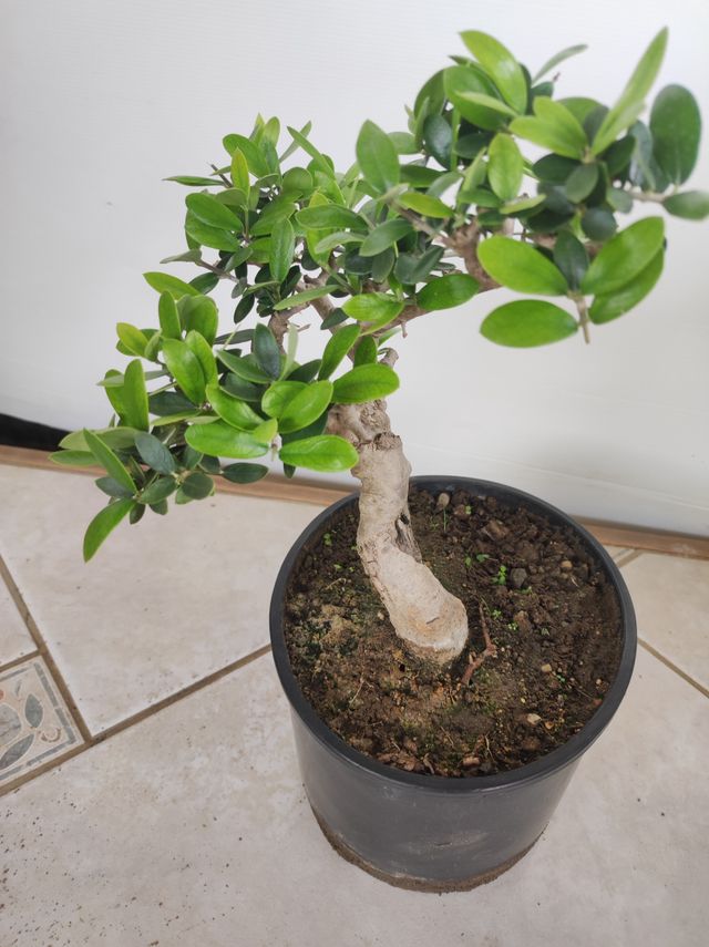 Ulivo prebonsai U2