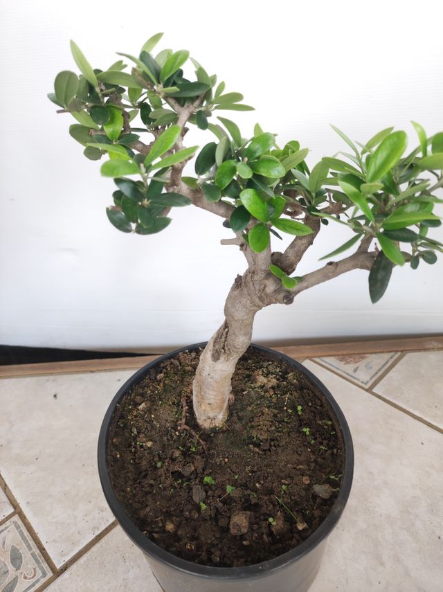 Ulivo prebonsai U2