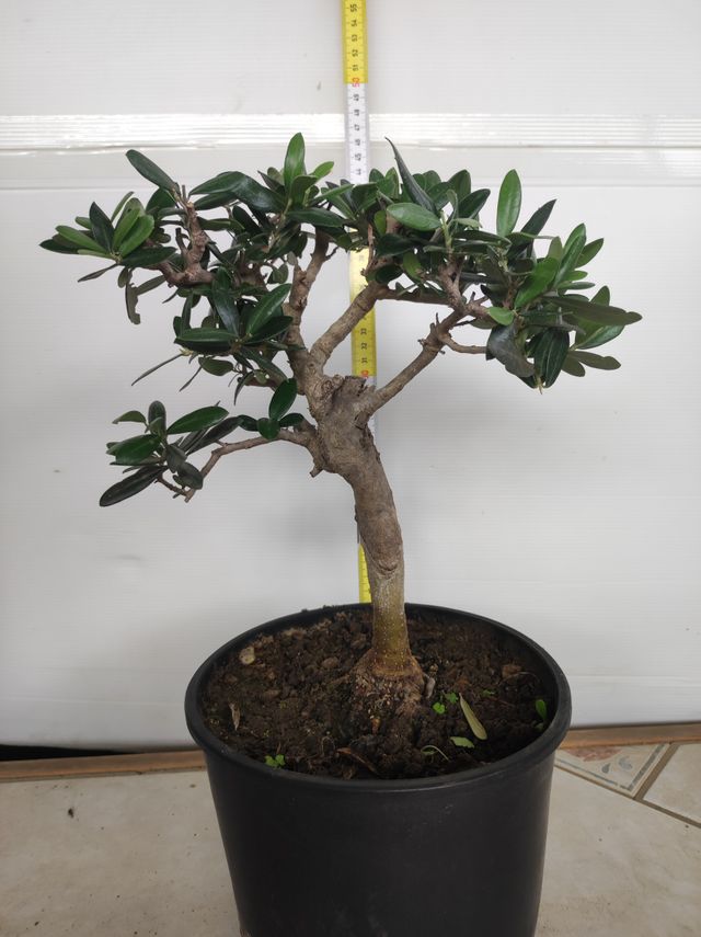 Ulivo prebonsai U4