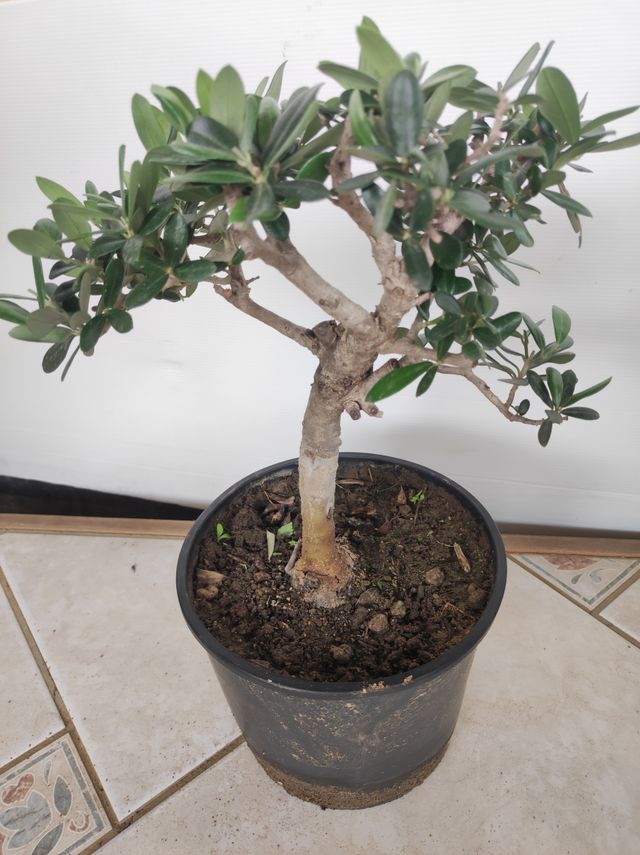 Ulivo prebonsai U4