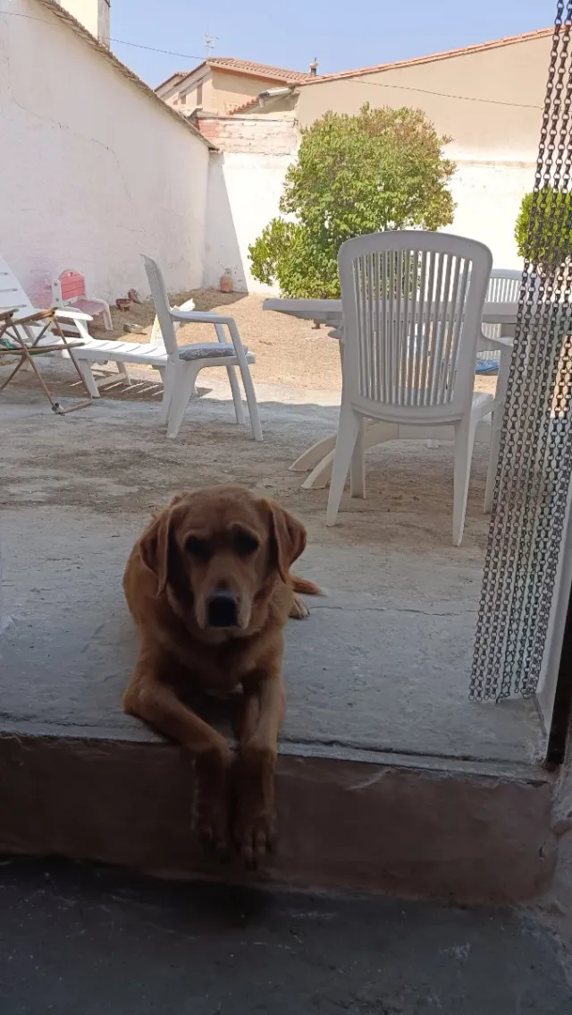 Cuidamos tu perro, desde vacaciones a paseos..