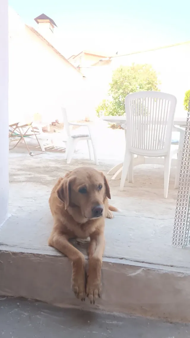 Cuidamos tu perro, desde vacaciones a paseos..