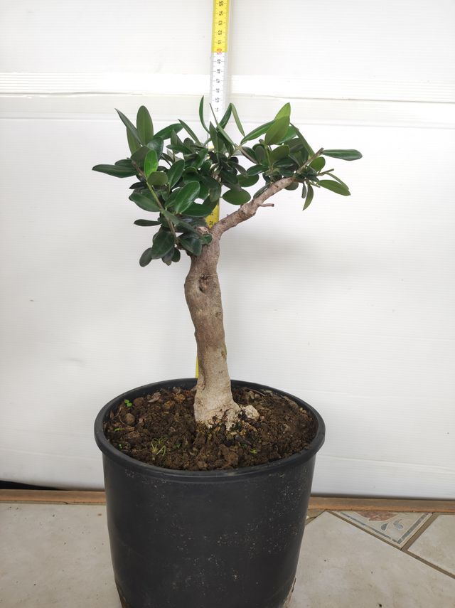 Ulivo prebonsai U5