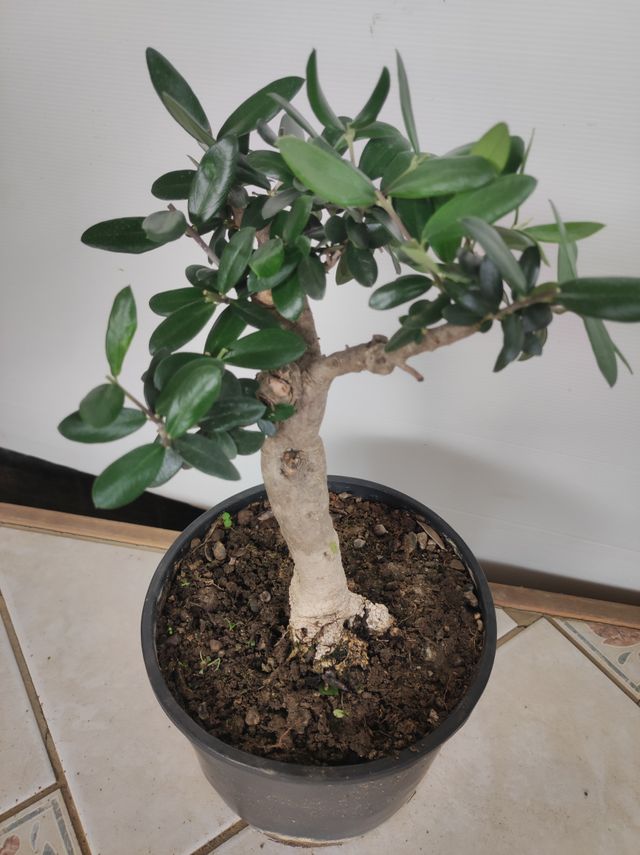 Ulivo prebonsai U5