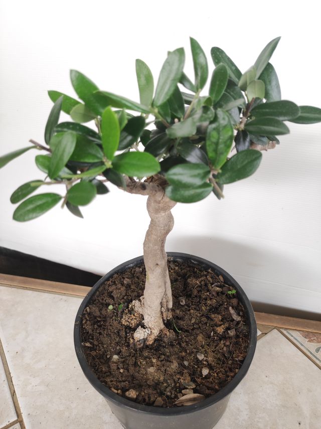Ulivo prebonsai U5