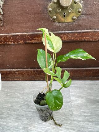 Raphidophora Tetrasperma Variegata