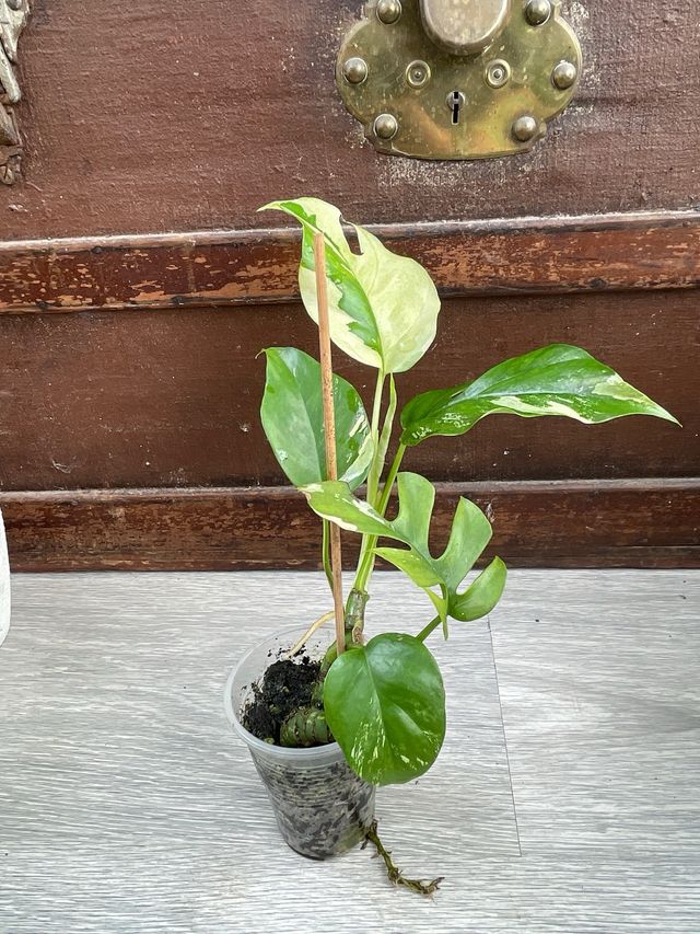 Raphidophora Tetrasperma Variegata