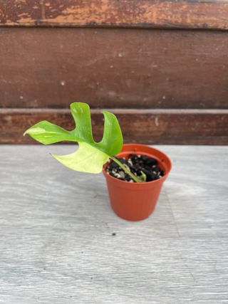 Raphidophora Tetrasperma Variegata