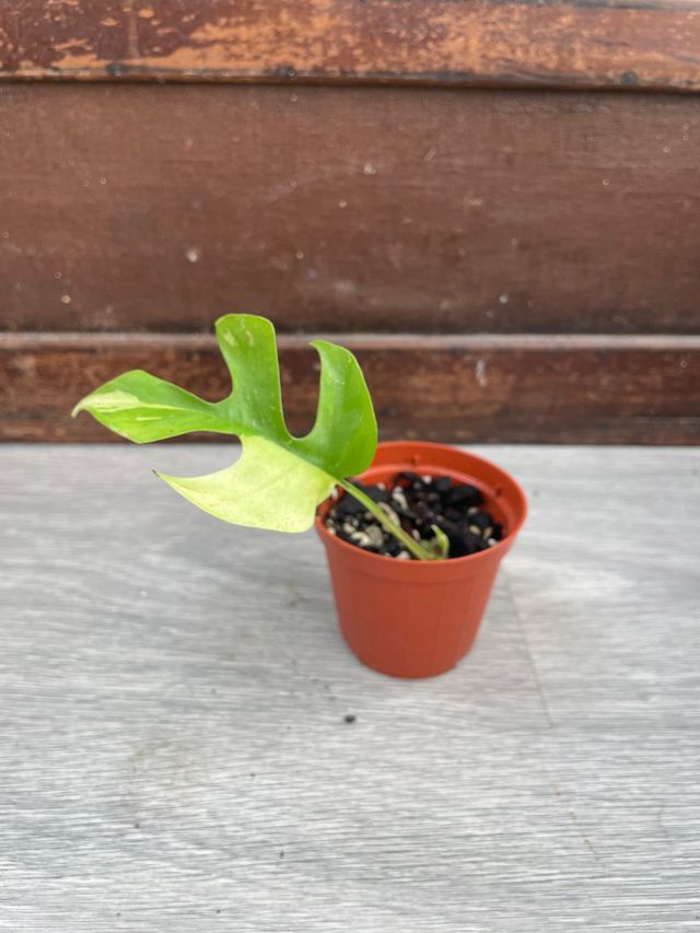 Raphidophora Tetrasperma Variegata