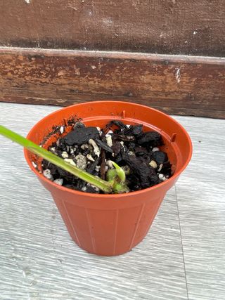 Raphidophora Tetrasperma Variegata