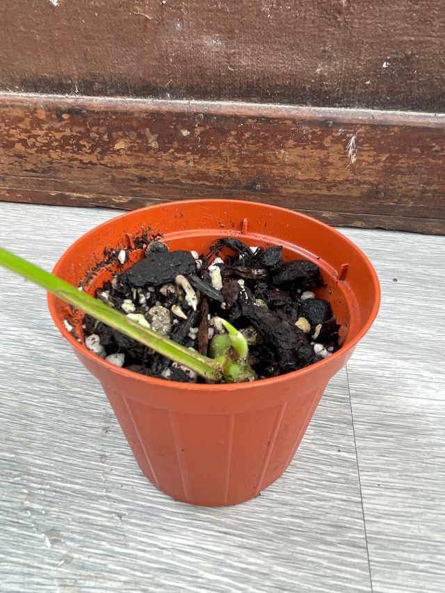 Raphidophora Tetrasperma Variegata