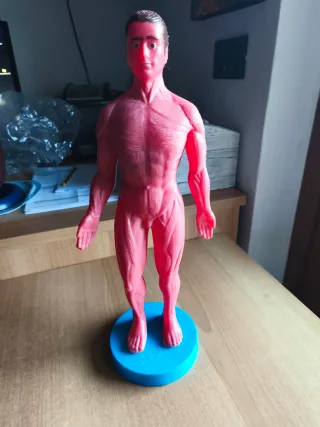 Modello anatomico corpo umano 38cm