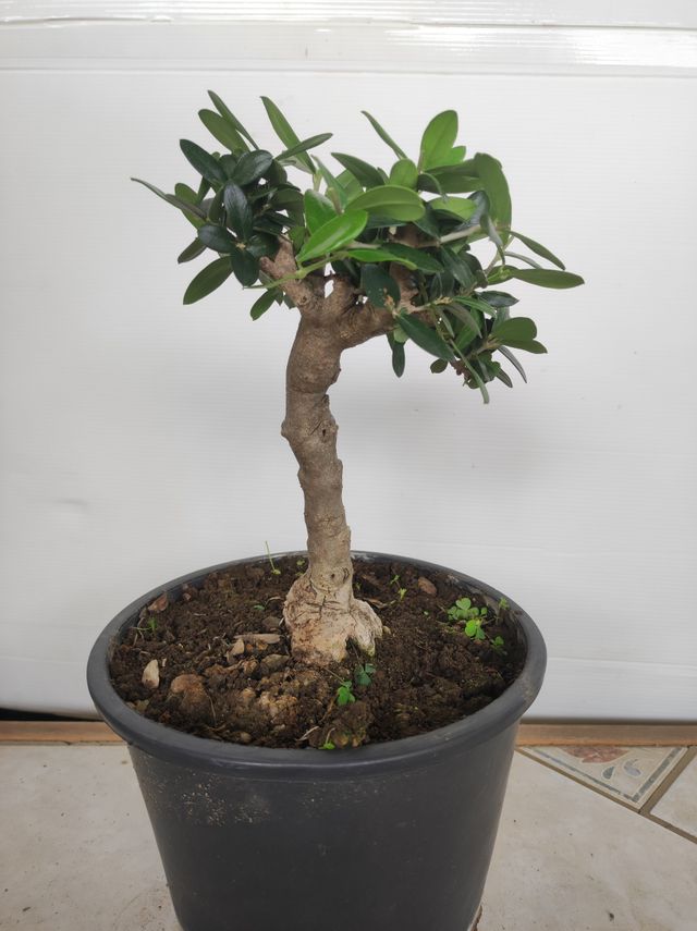 Ulivo prebonsai U8