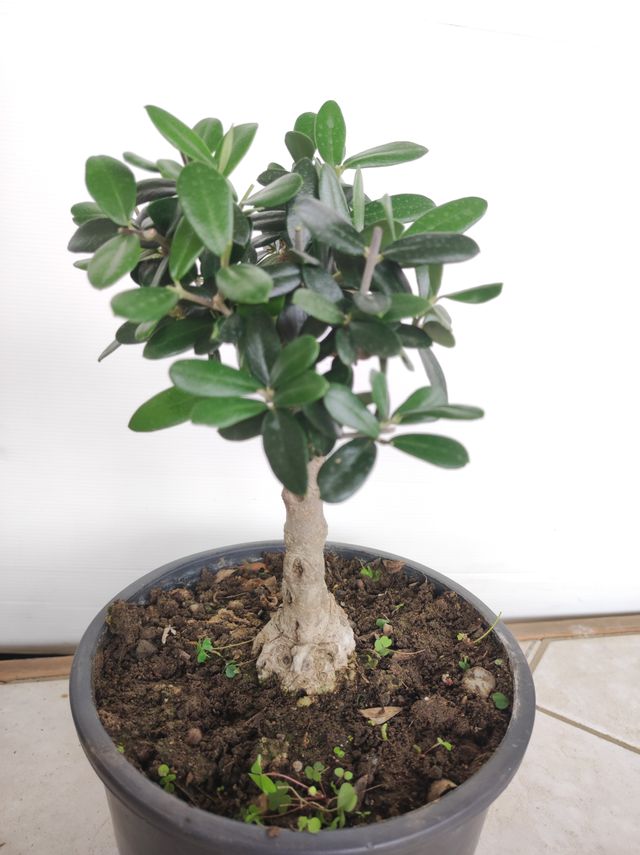 Ulivo prebonsai U8