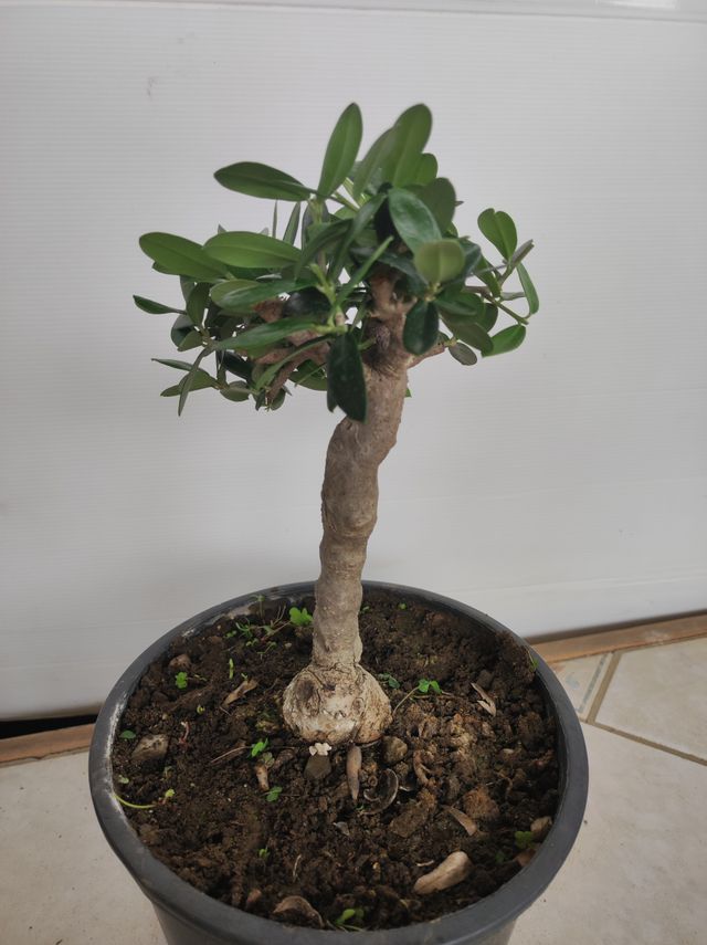 Ulivo prebonsai U8