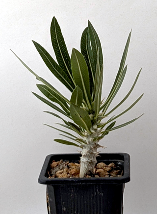 Pachypodium Gracilius - Caudex