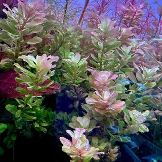 Lote de 12 plantas de acuario VARIADO INICIACION