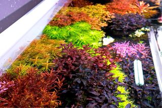 Lote de 12 plantas de acuario VARIADO INICIACION
