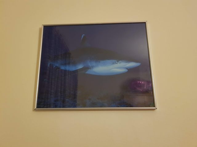 Cuadro Marino Tiburón Azul Plata