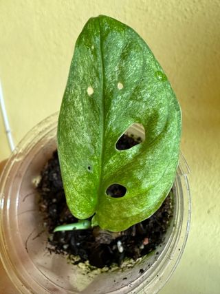 Monstera Andansonii Mint