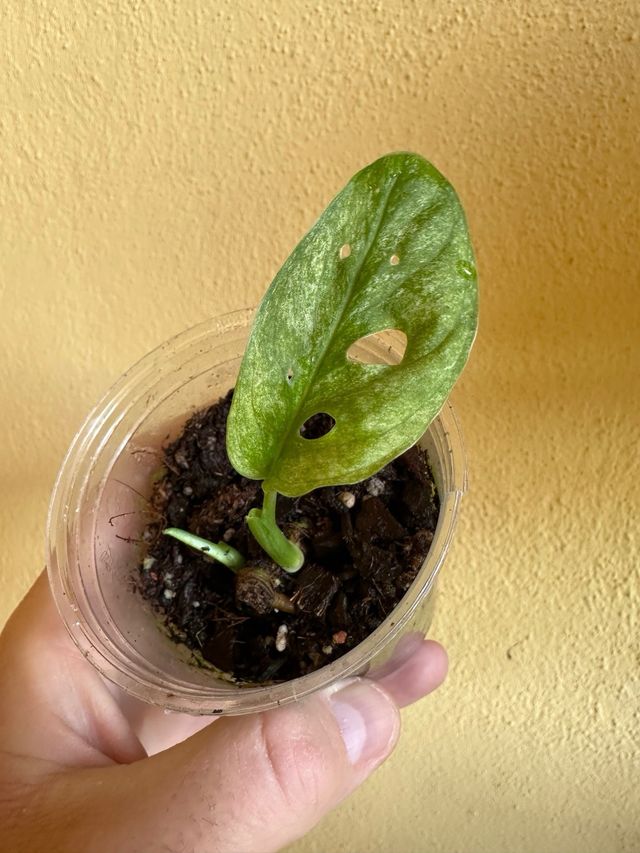 Monstera Andansonii Mint