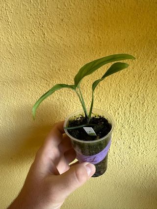 Monstera Filamentous Obliqua