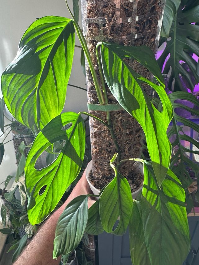 Monstera Filamentous Obliqua