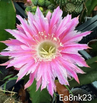Cactus Lobivia Ea8nk23 Fiore Rosa