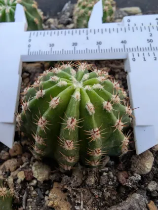 Cactus Lobivia Ea8nk23 Fiore Rosa