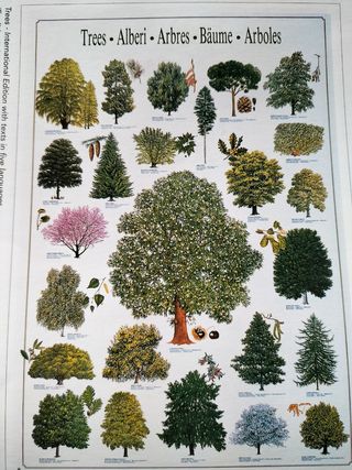 Stampa illustrata di alberi