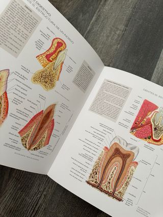 Atlas ilustrado de anatomía (Spanish Edition)