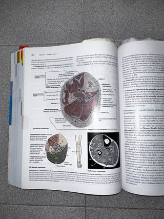 Clinically Oriented Anatomy