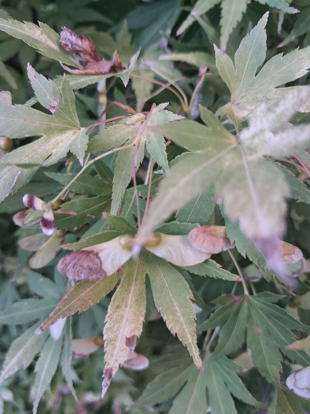 Semi di Acero Giapponese