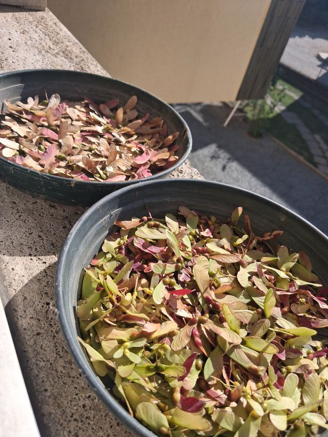 Semi di Acero Giapponese