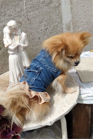 Vestitino cane jeans e stoffa