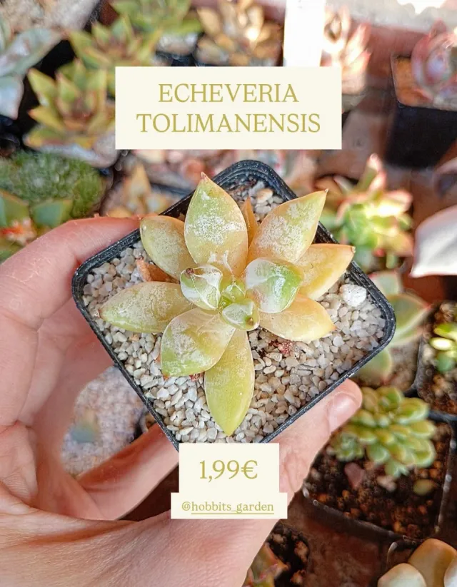 Echeveria Tolimanensis - Suculentas